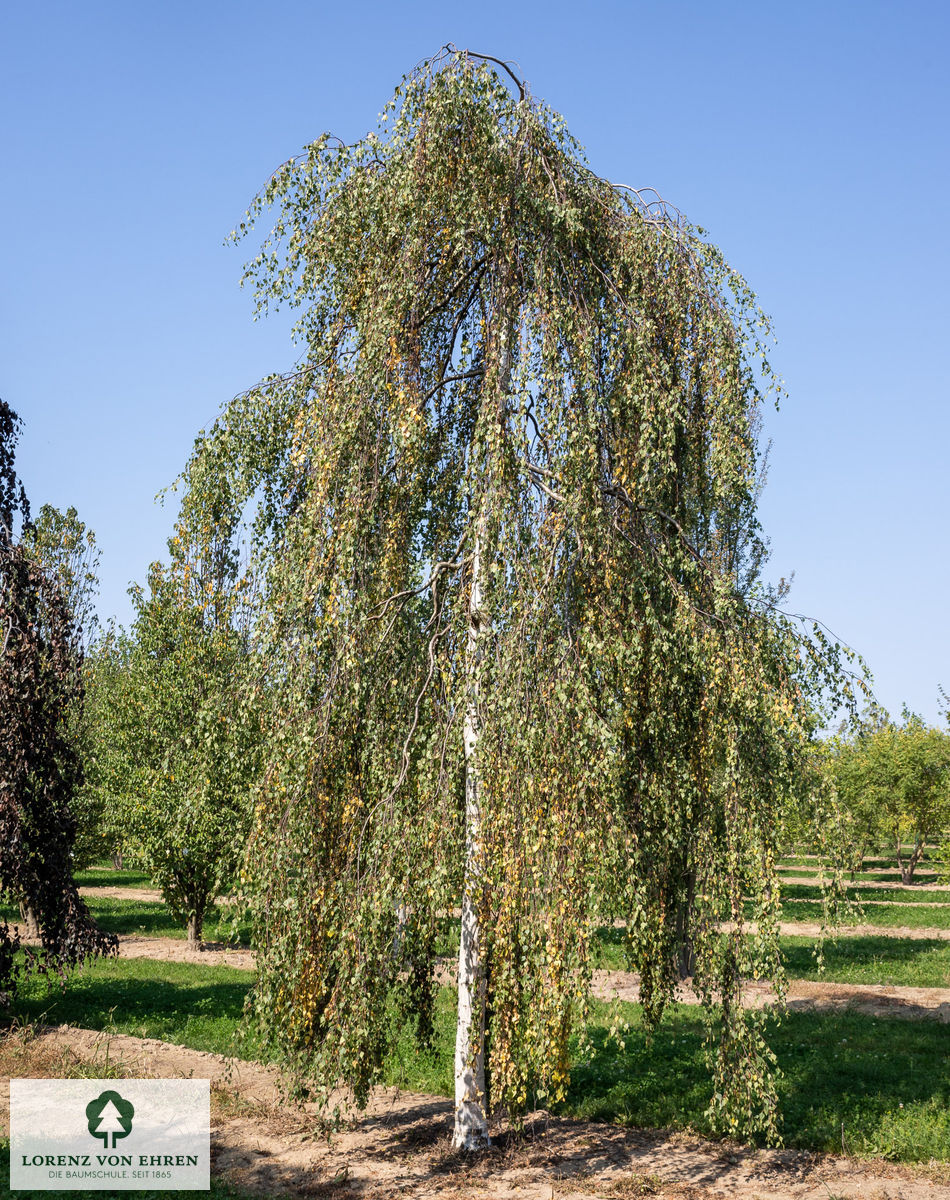 Betula pendula 'Youngii'