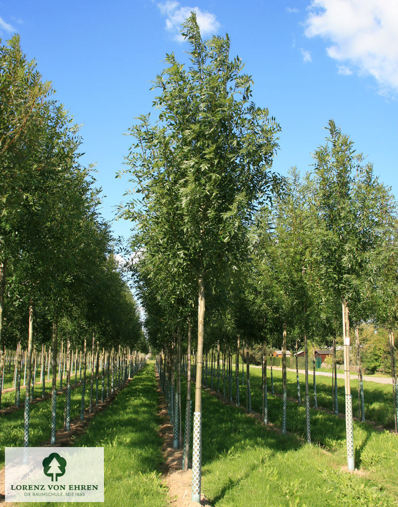 Fraxinus angustifolia 'Raywood'