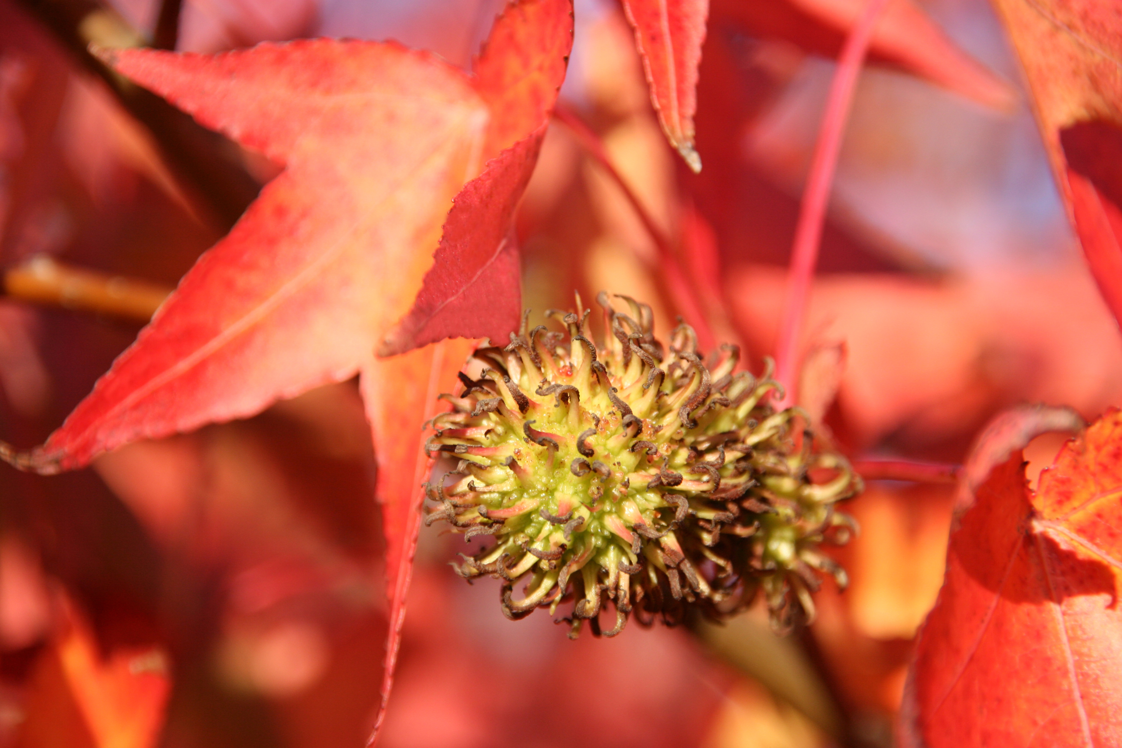 Liquidambar styraciflua Unikat