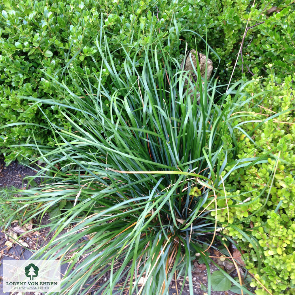 Sesleria caerulea