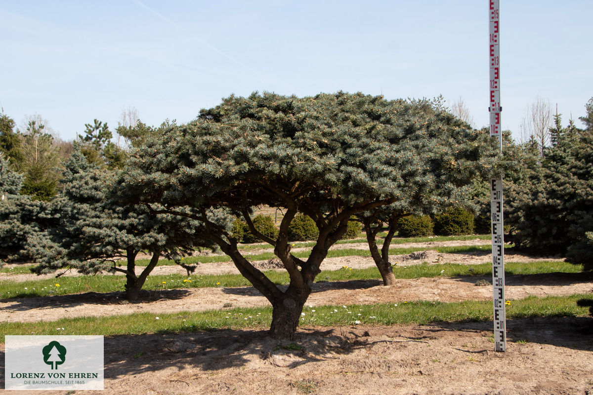 Picea pungens 'Glauca Globosa'