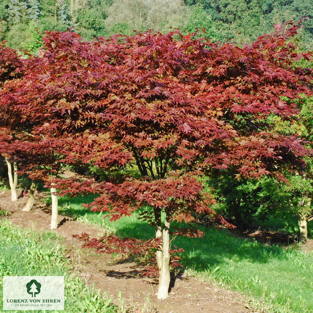 Acer palmatum 'Fireglow'