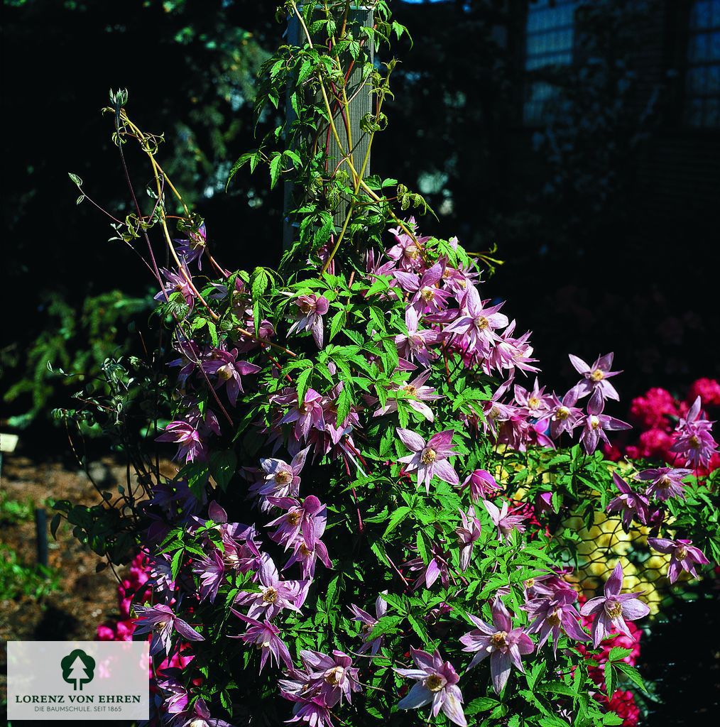 Clematis macropetala 'Markham's Pink'