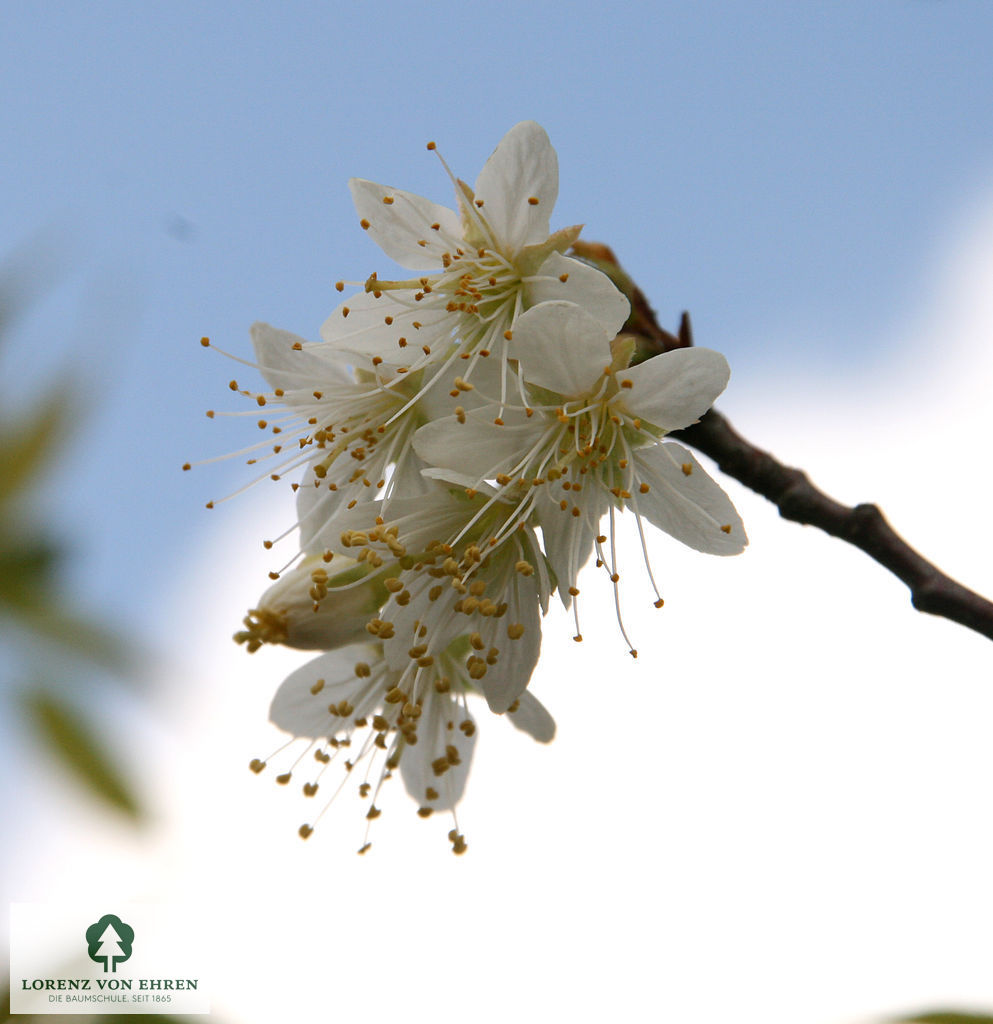 Prunus serrula