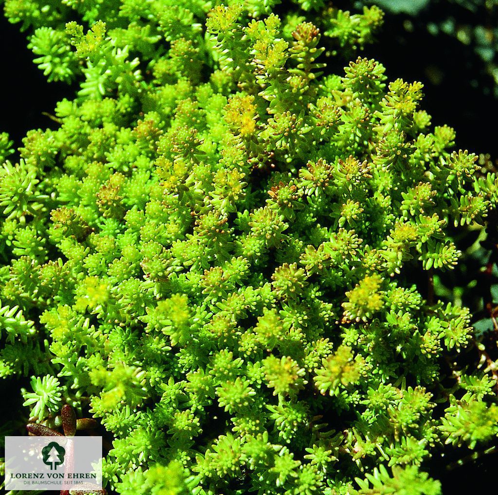 Sedum acre