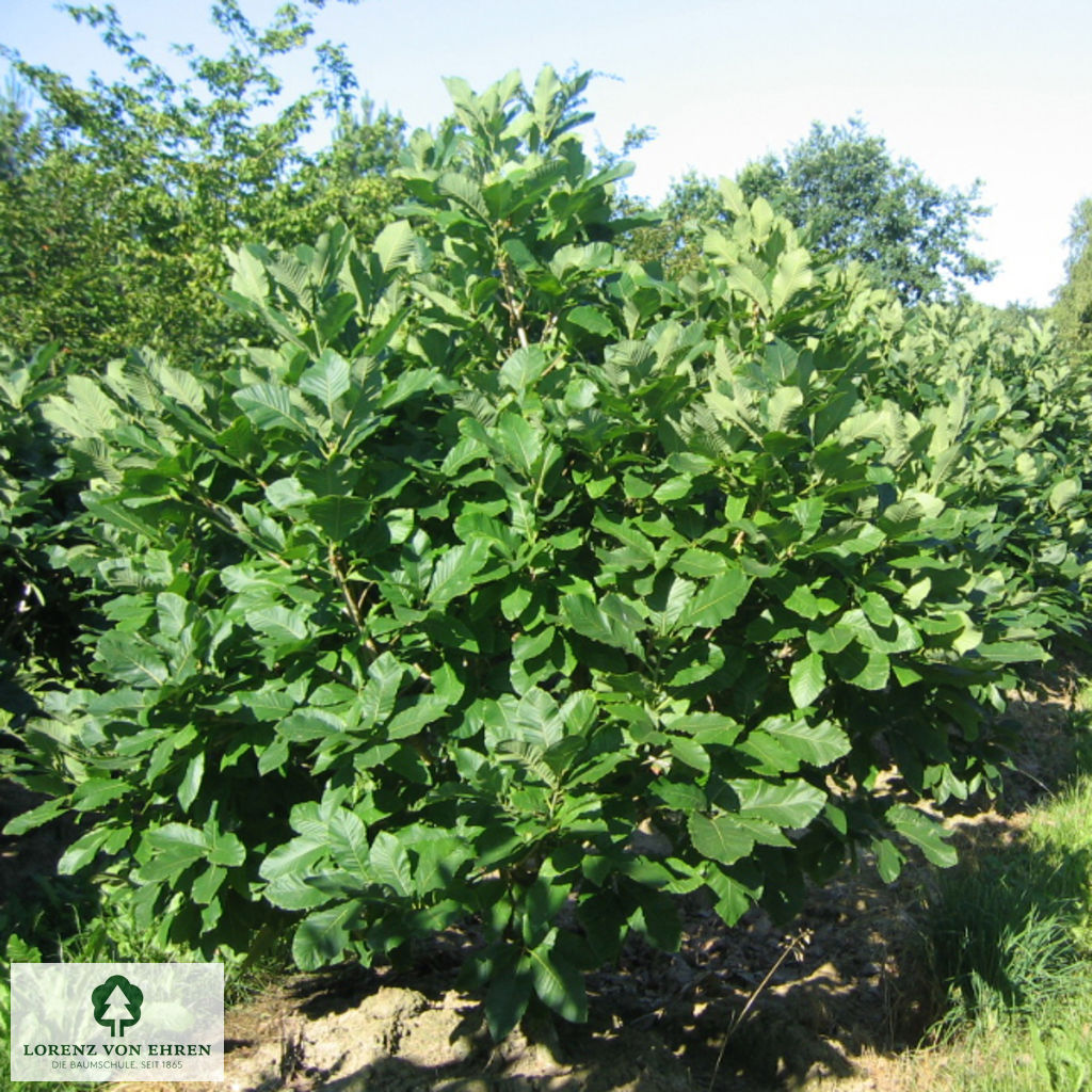 Quercus pontica