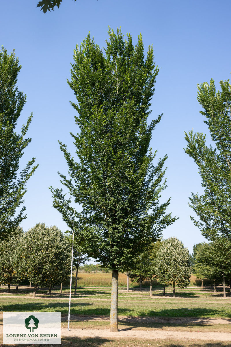 Ulmus hollandica 'Lobel'