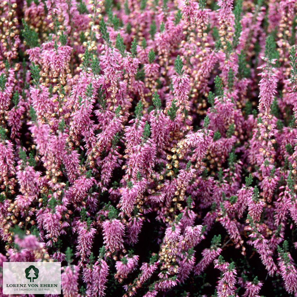 Calluna vulgaris 'Heidesinfonie'