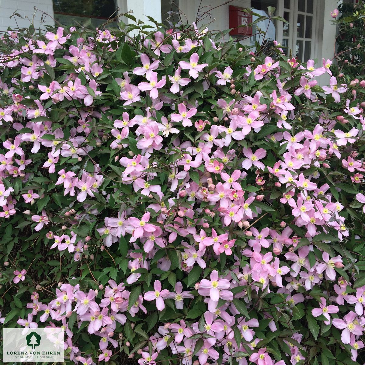 Clematis montana 'Rubens'