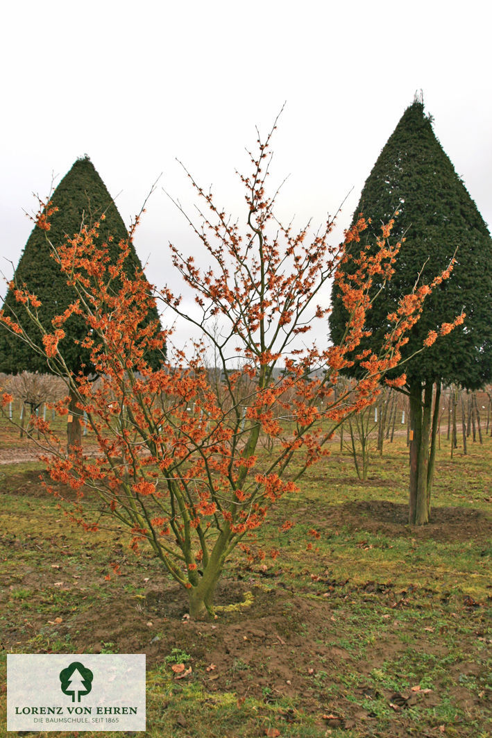 Hamamelis intermedia 'Jelena'