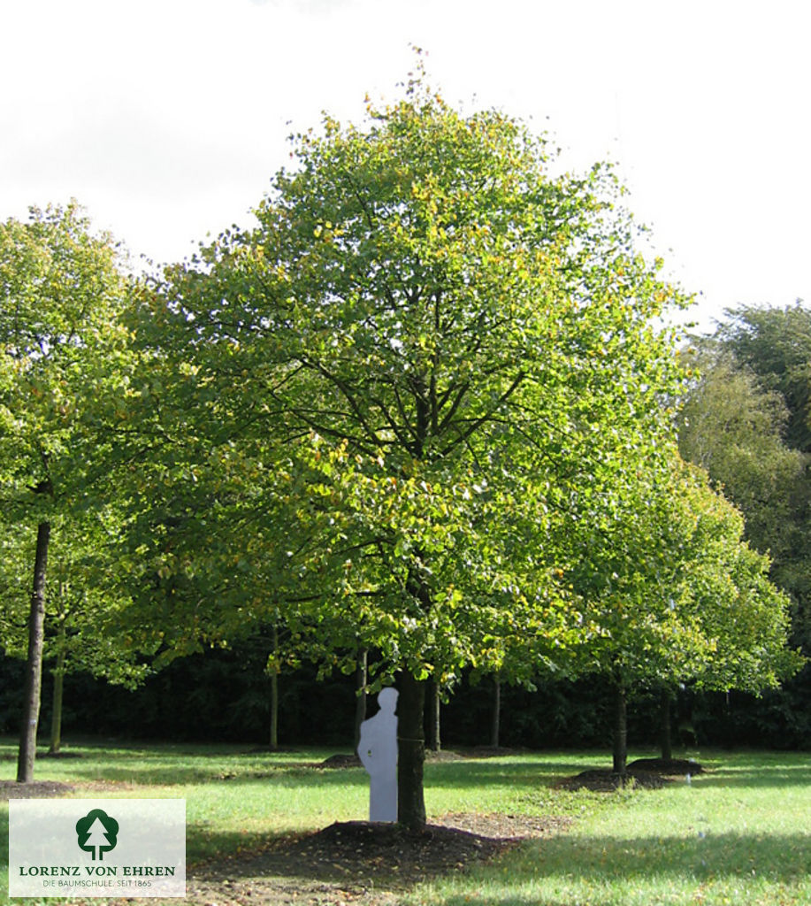 Tilia vulgaris