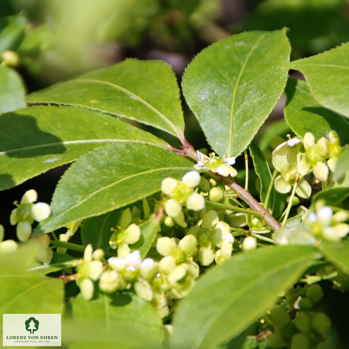 Euonymus alatus