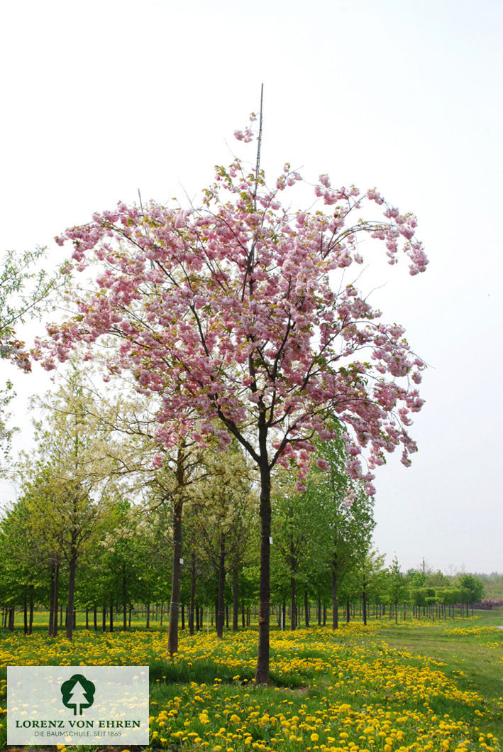 Prunus serrulata 'Pink Perfection'