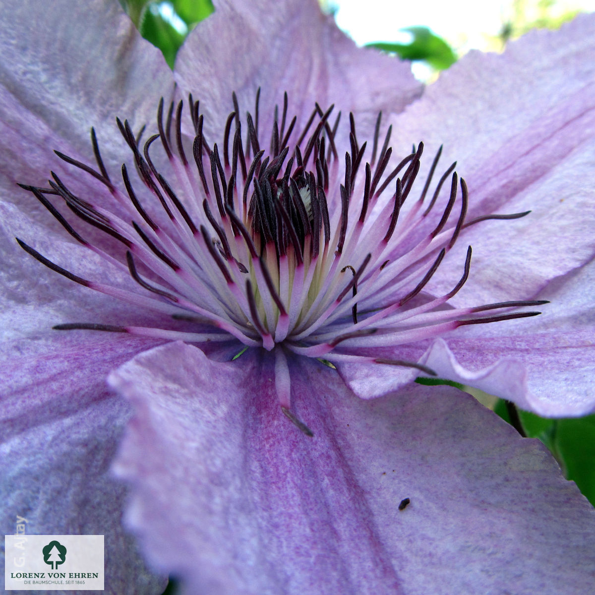 Clematis 'Hagley Hybrid'