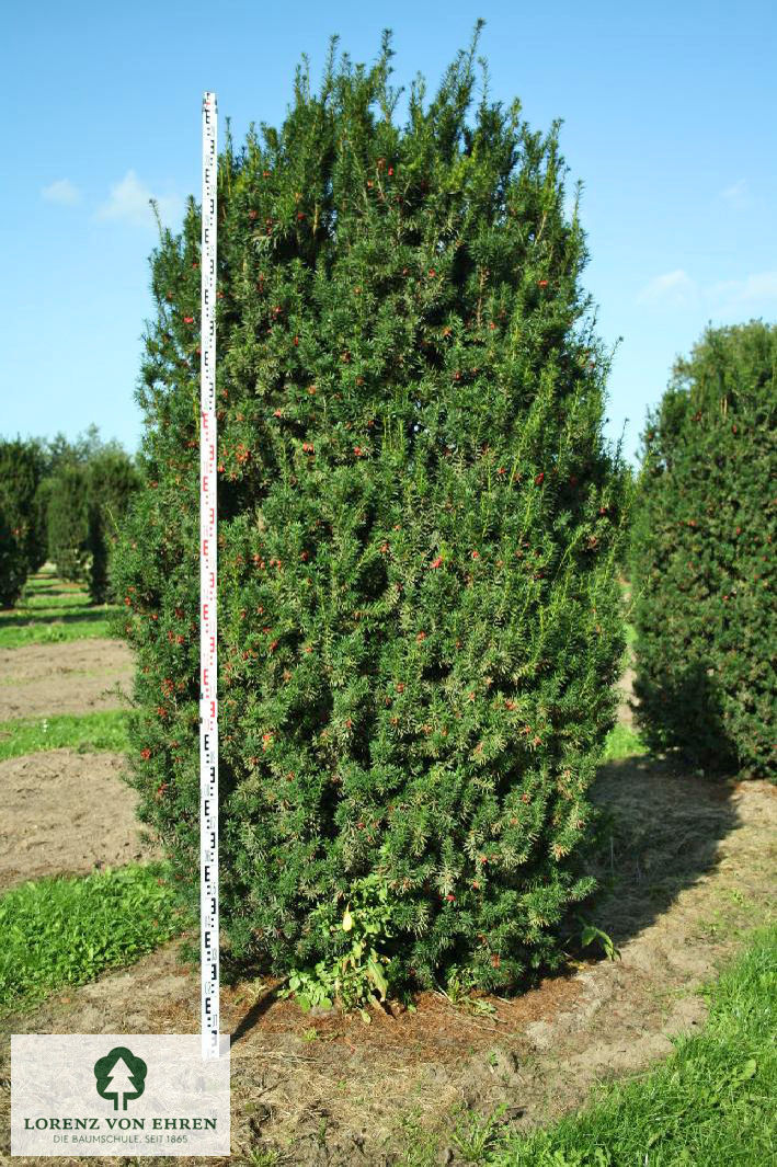 Taxus media 'Hicksii'