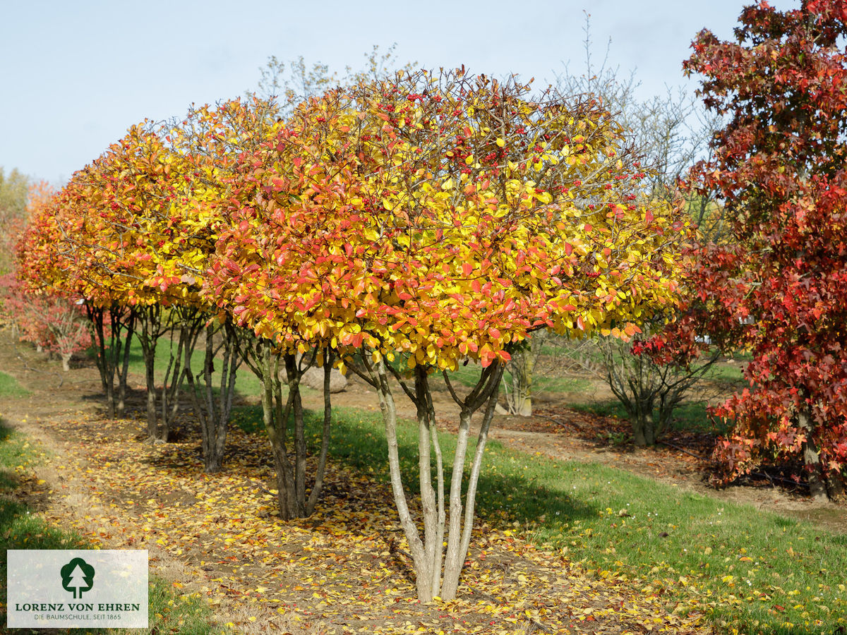 Crataegus crus-galli