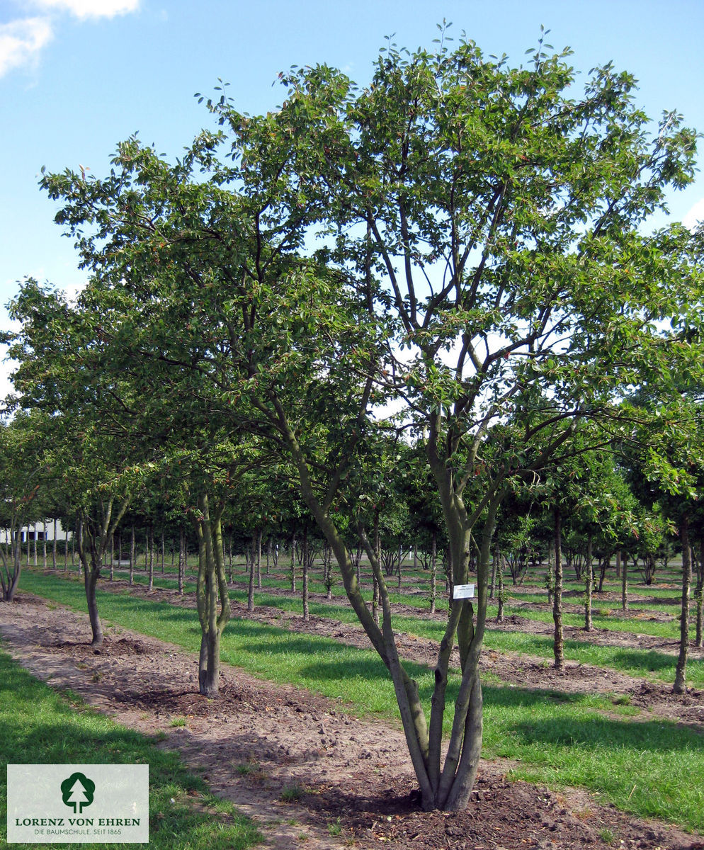 Amelanchier 'Ballerina'