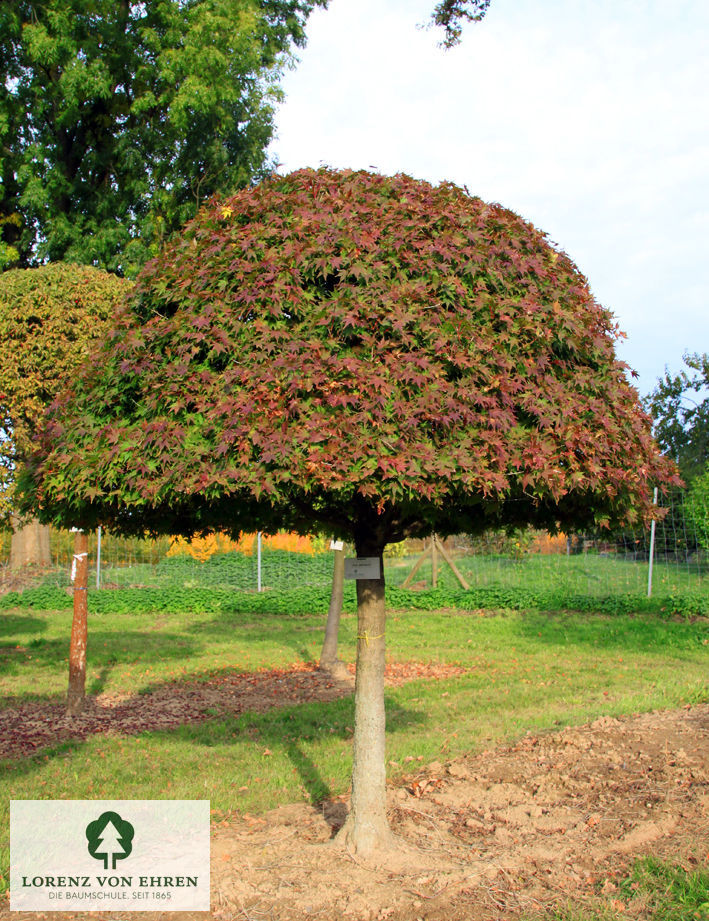 Acer palmatum