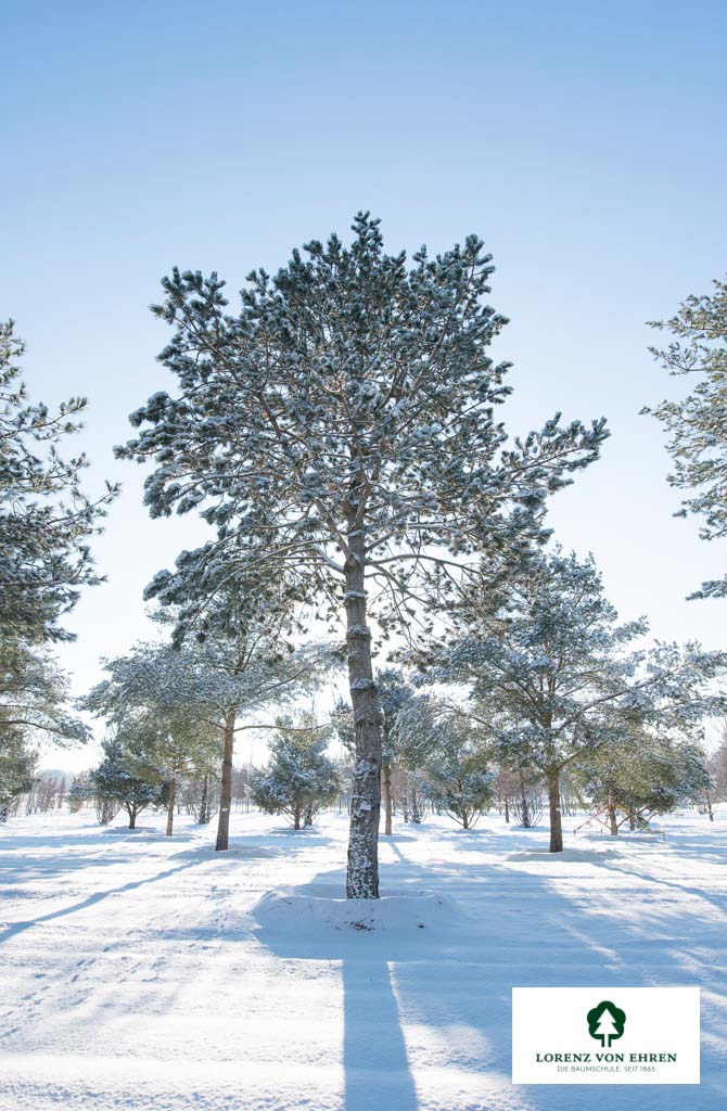 Pinus sylvestris Unikat