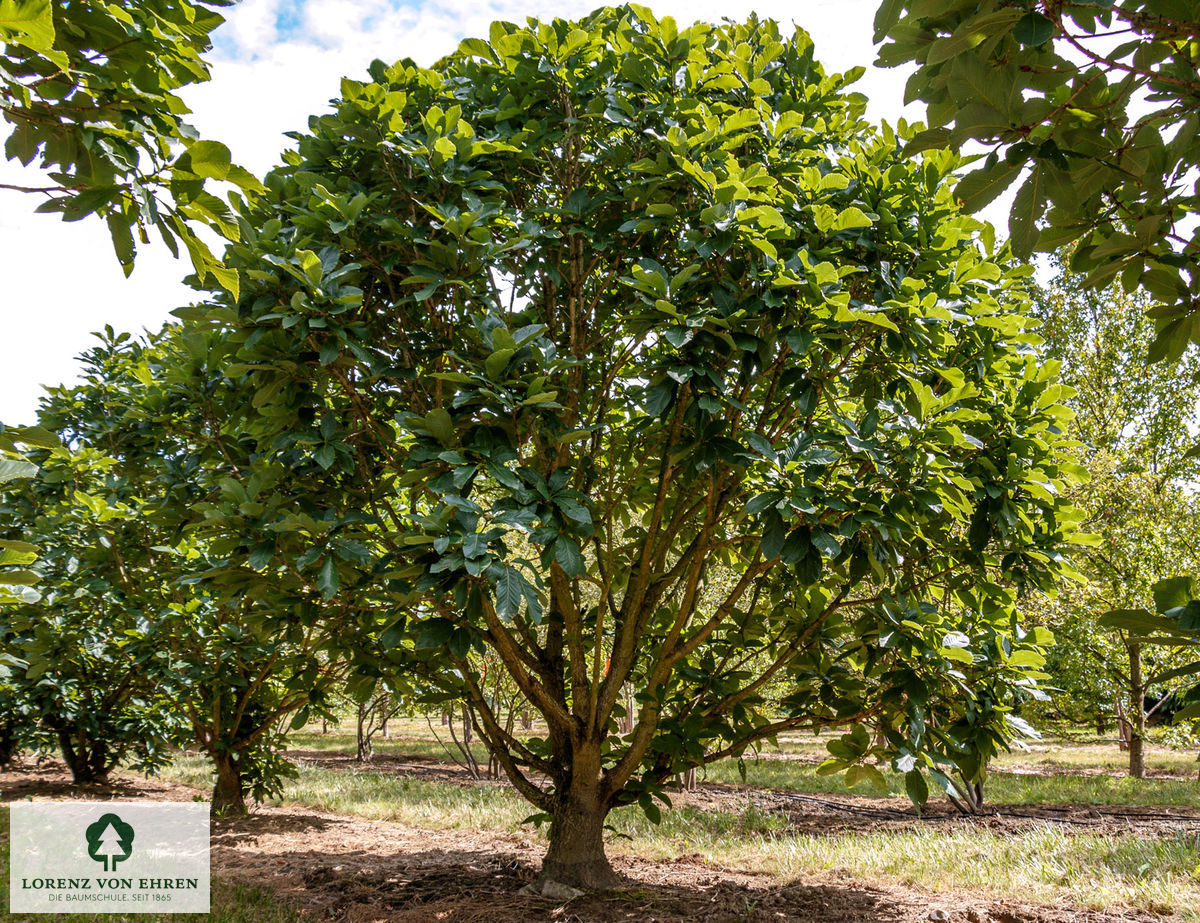 Quercus pontica