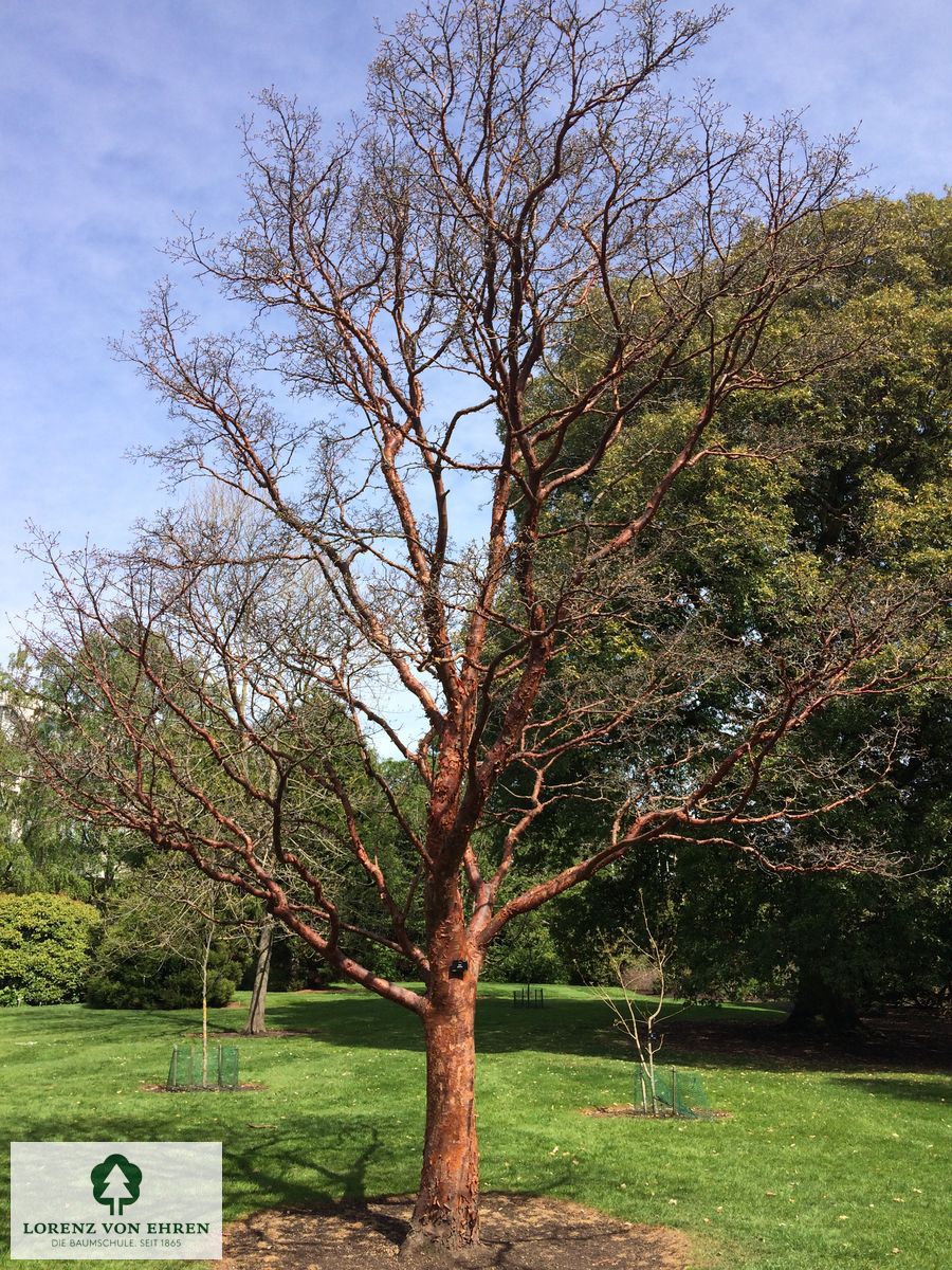 Acer griseum