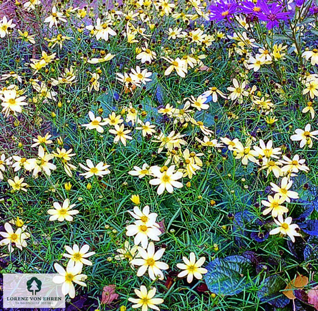 Coreopsis verticillata 'Moonbeam'