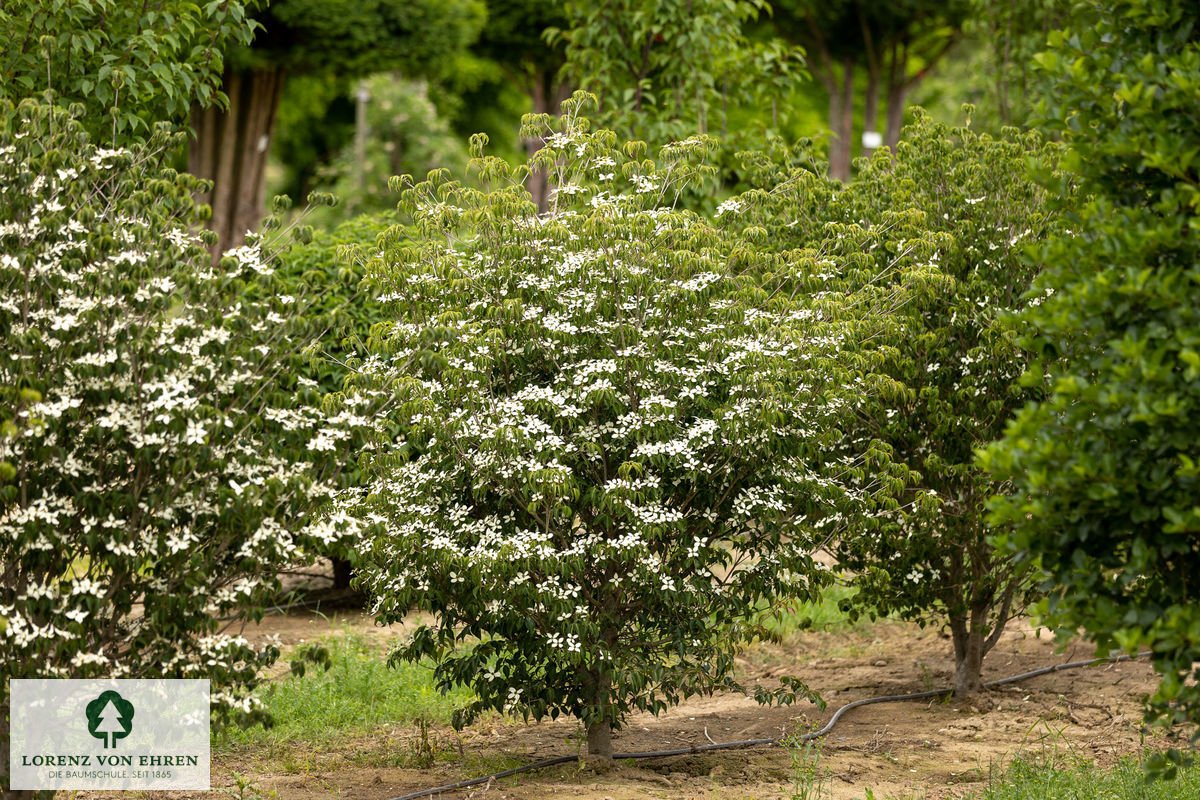 Cornus kousa