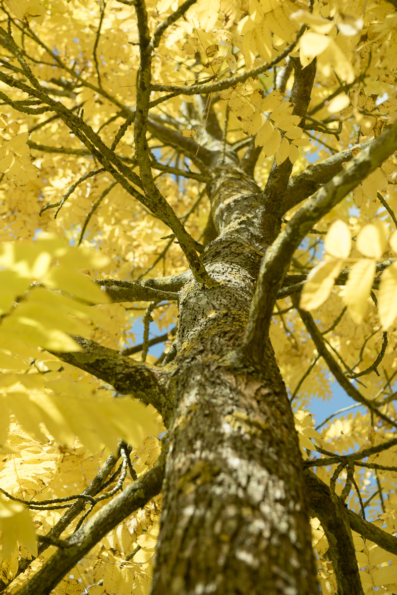 Juglans nigra Unikat