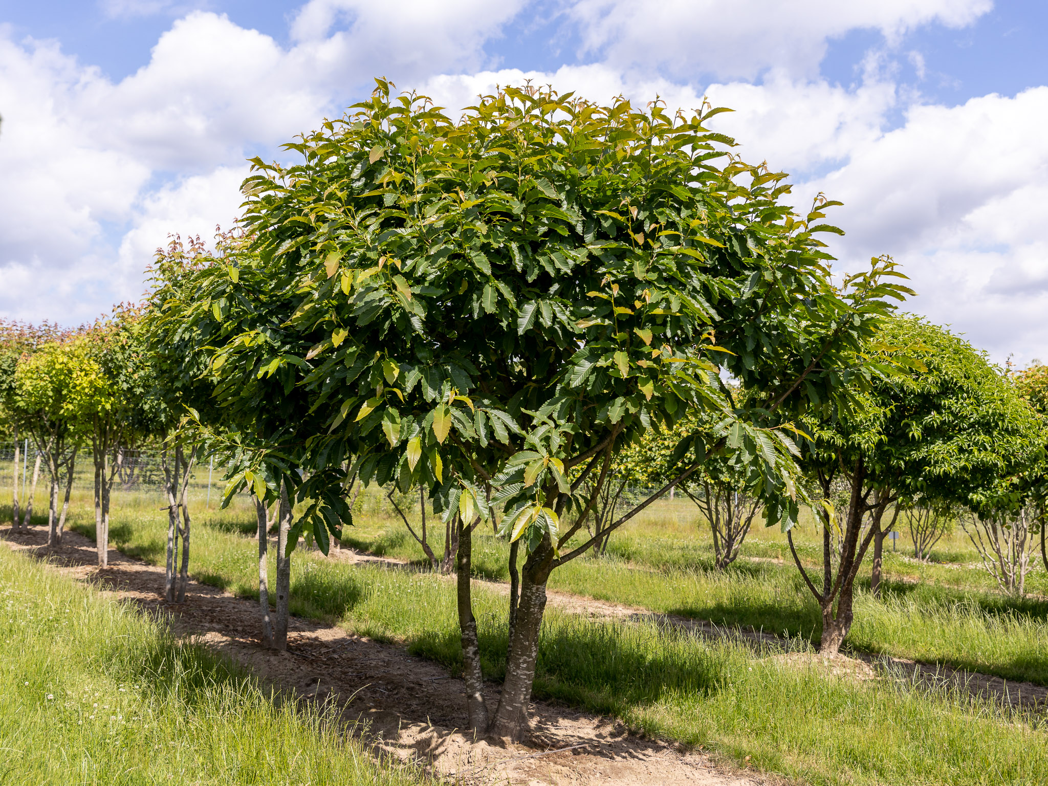 Baum mit grünem Blatt
