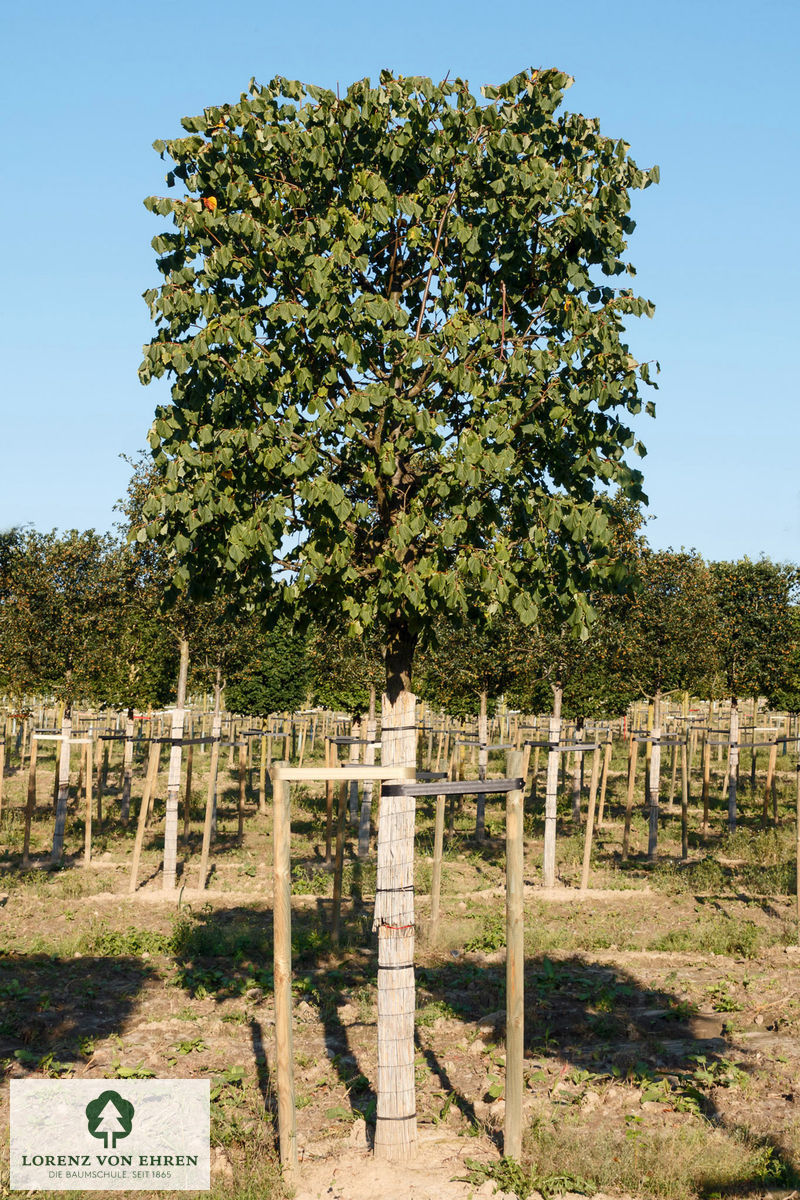 Tilia cordata