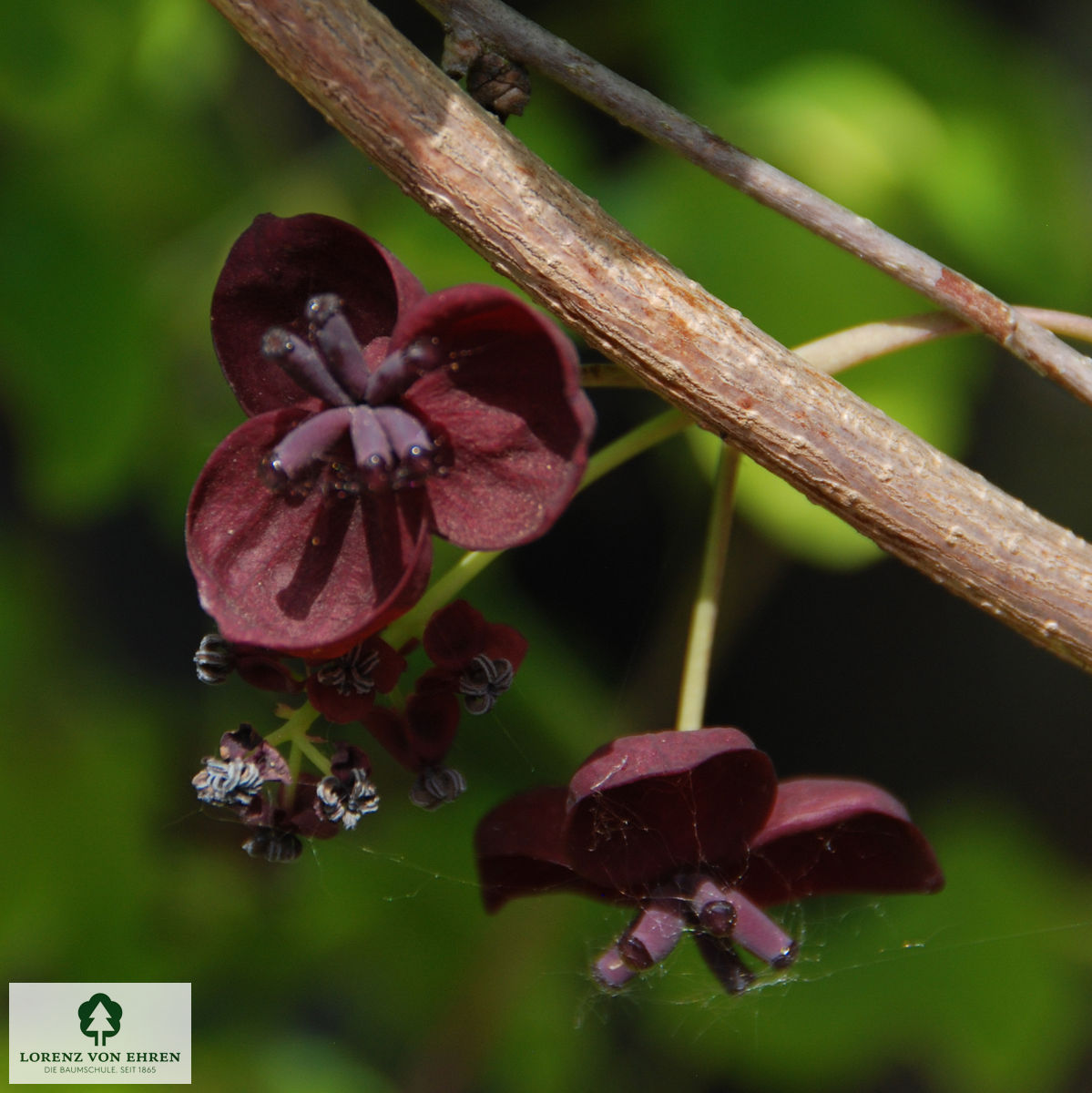 Akebia quinata