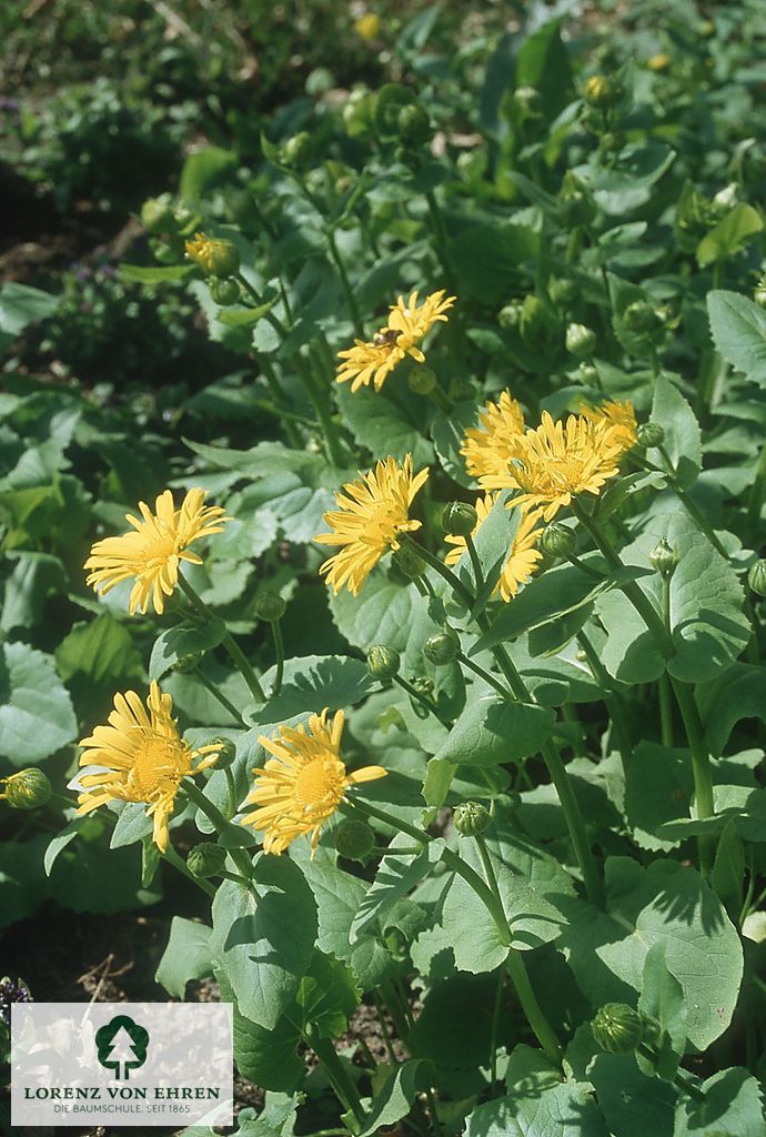 Doronicum orientale 'Magnificum'