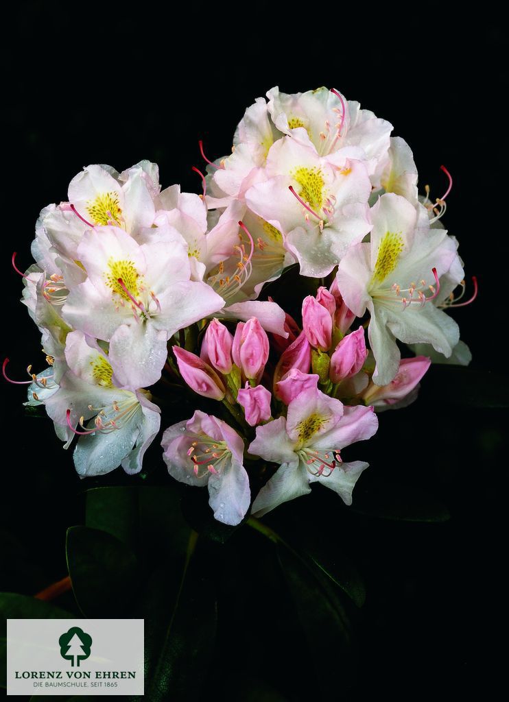 Rhododendron Hybride 'Catawbiense Album'