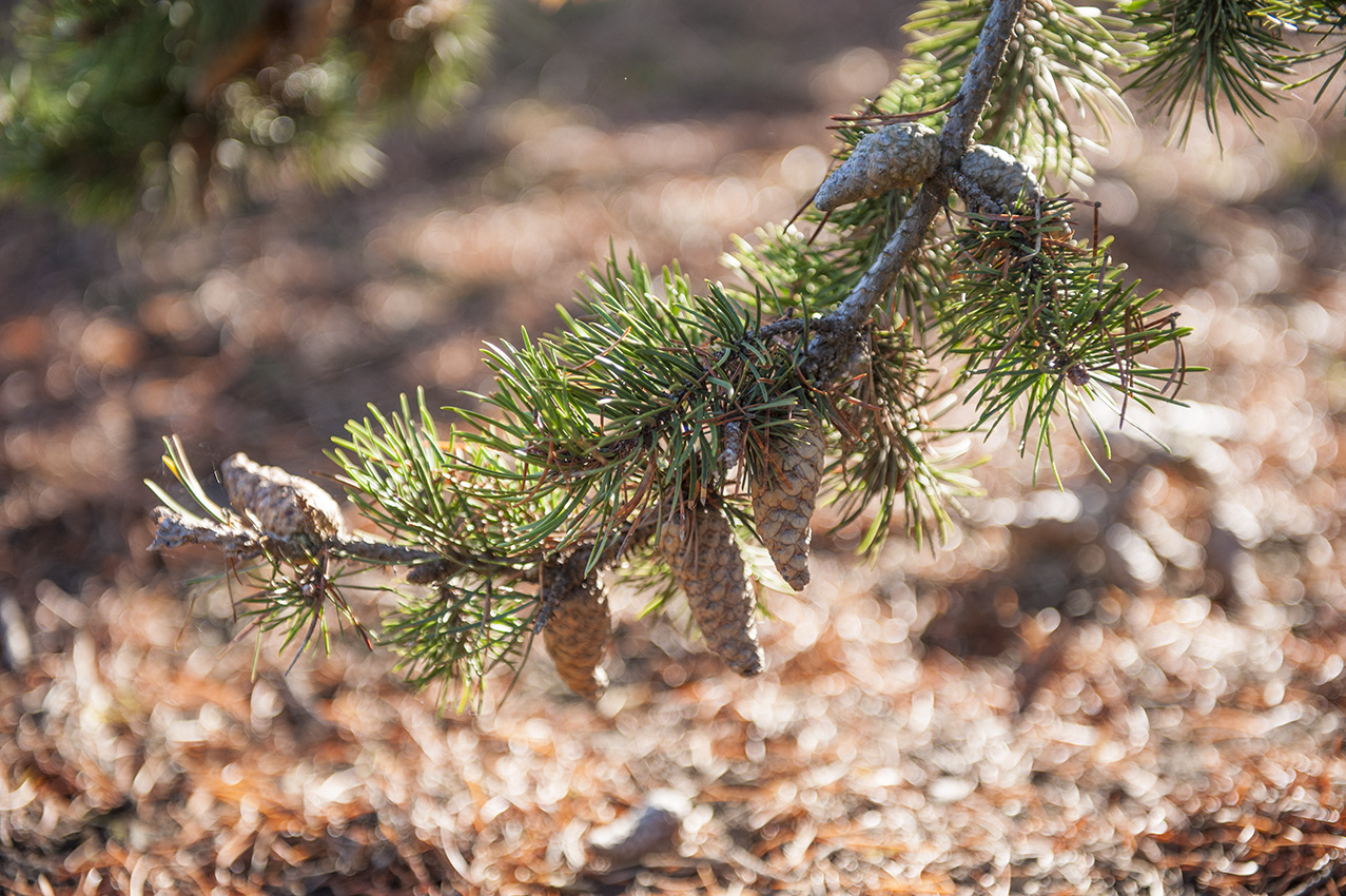 Pinus banksiana Unikat
