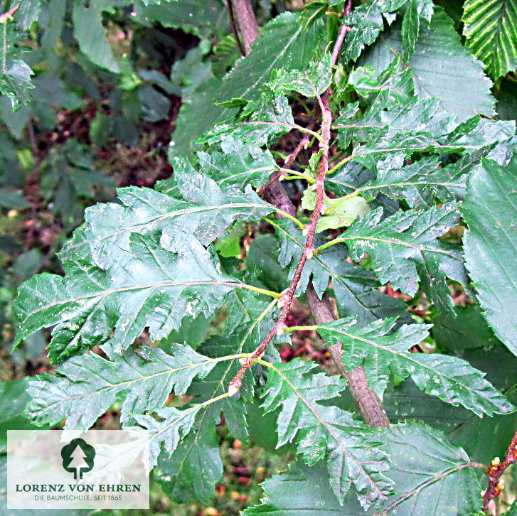 Carpinus betulus 'Quercifolia'