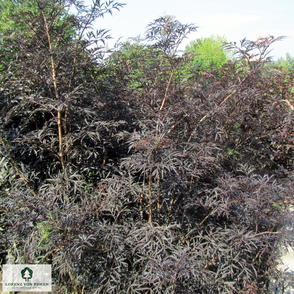 Sambucus nigra 'Black Lace'