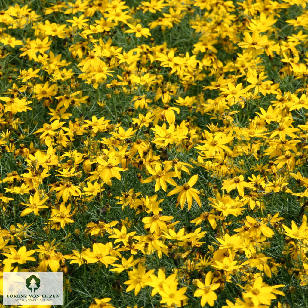 Coreopsis verticillata 'Zagreb'