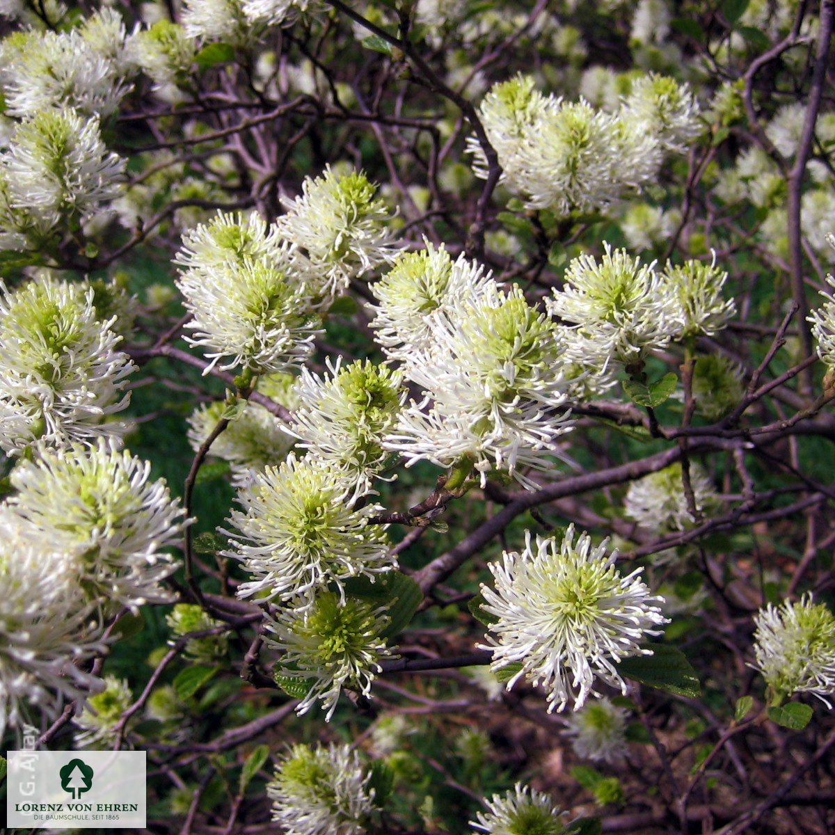 Fothergilla gardenii