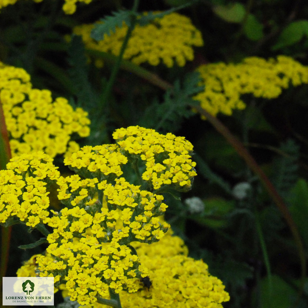 Achillea Clypeolata-Hybride 'Moonshine'