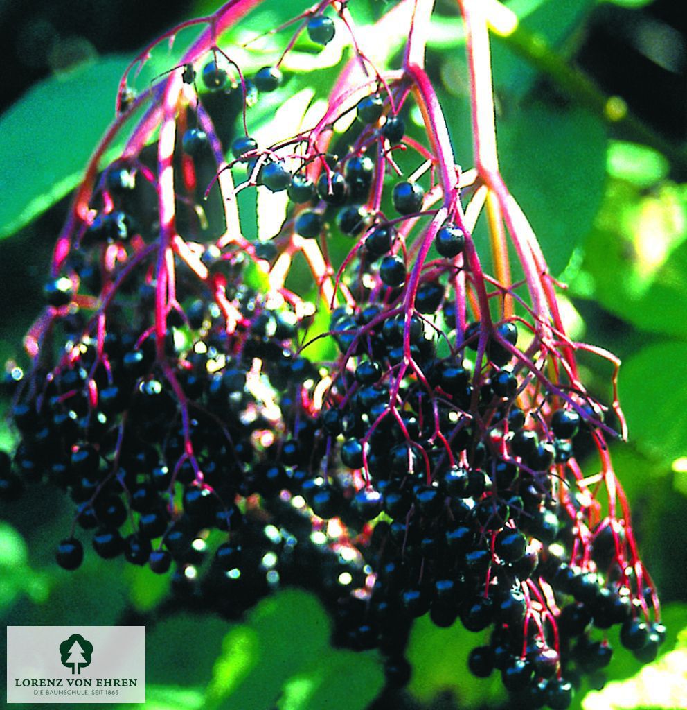 Sambucus nigra