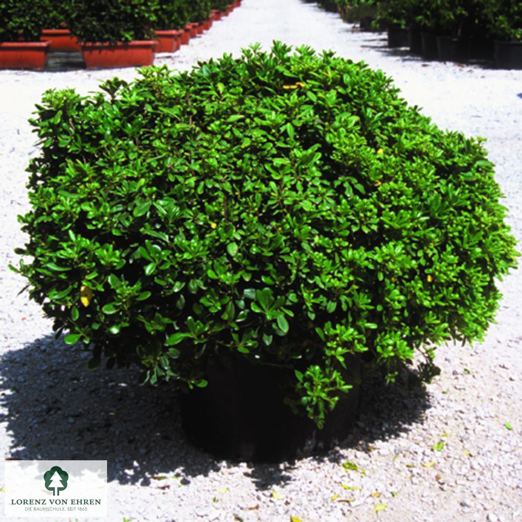 Pittosporum tobira 'Nanum'