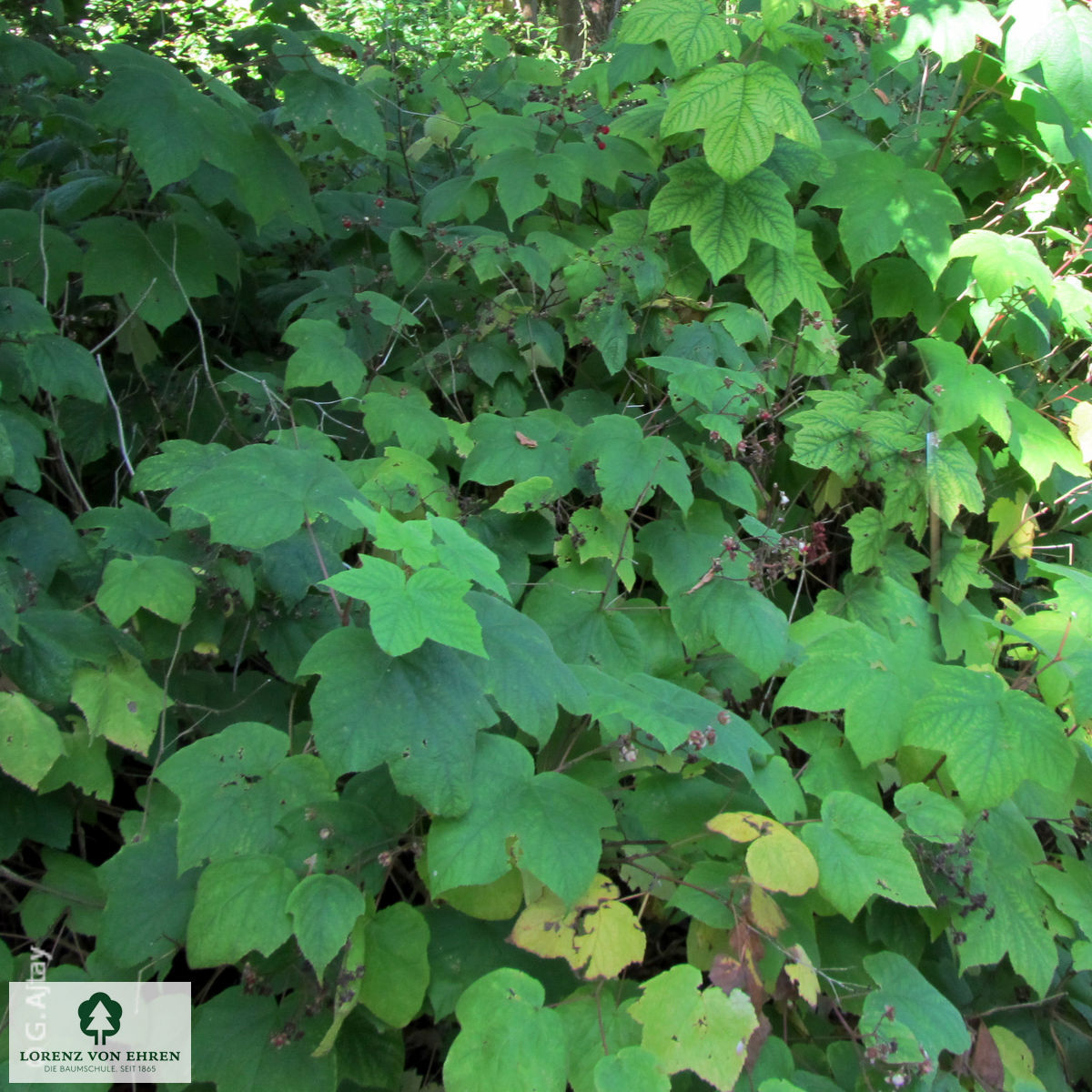 Rubus odoratus