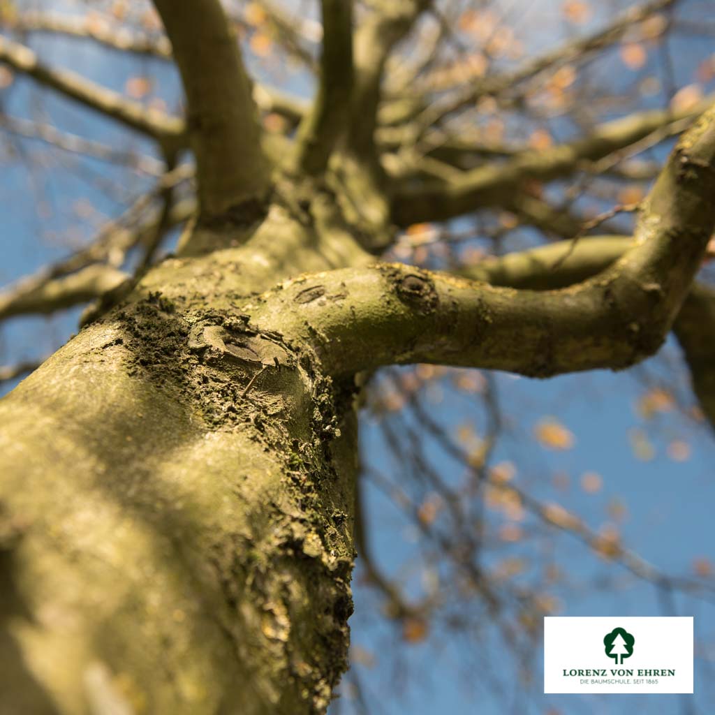 Carpinus betulus