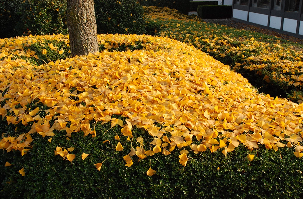 Knallgelbe Ginkgoblätter liegen auf einer grünen Ilexflächendecke