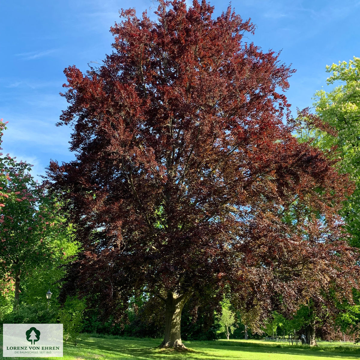 Fagus sylvatica purpurea