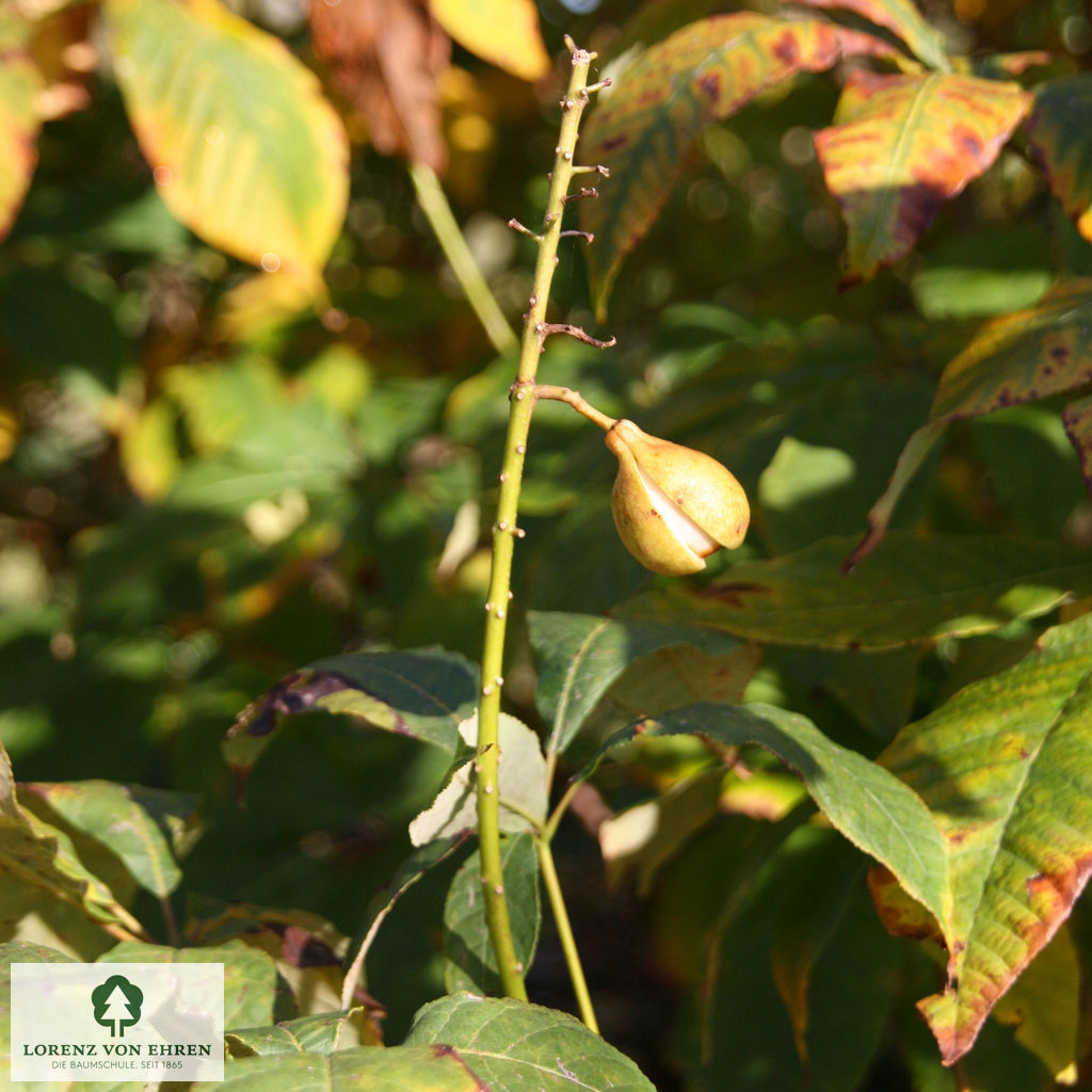 Aesculus parviflora