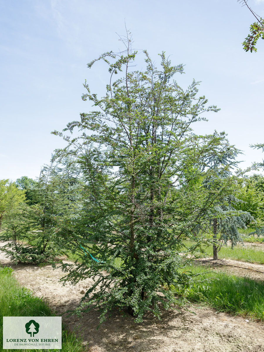 Nothofagus antarctica