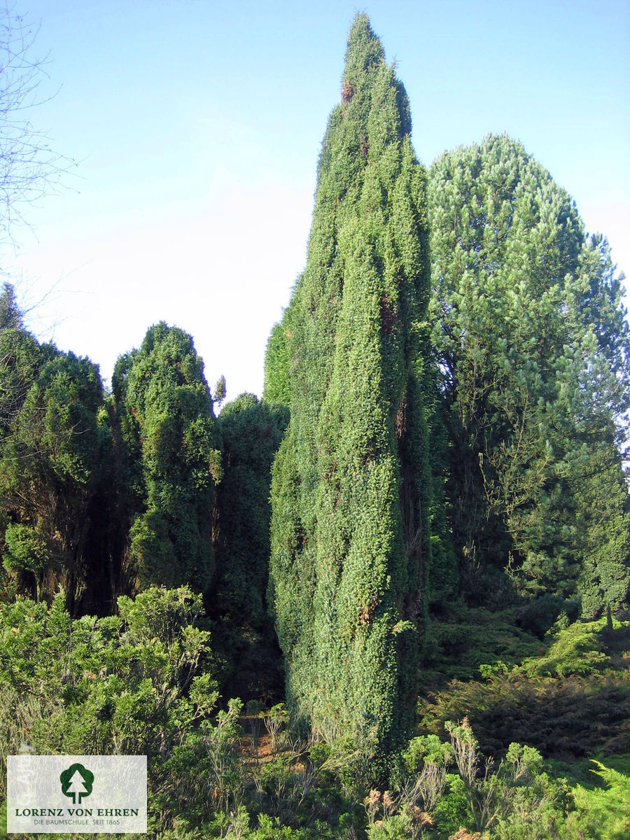 Juniperus communis 'Hibernica'