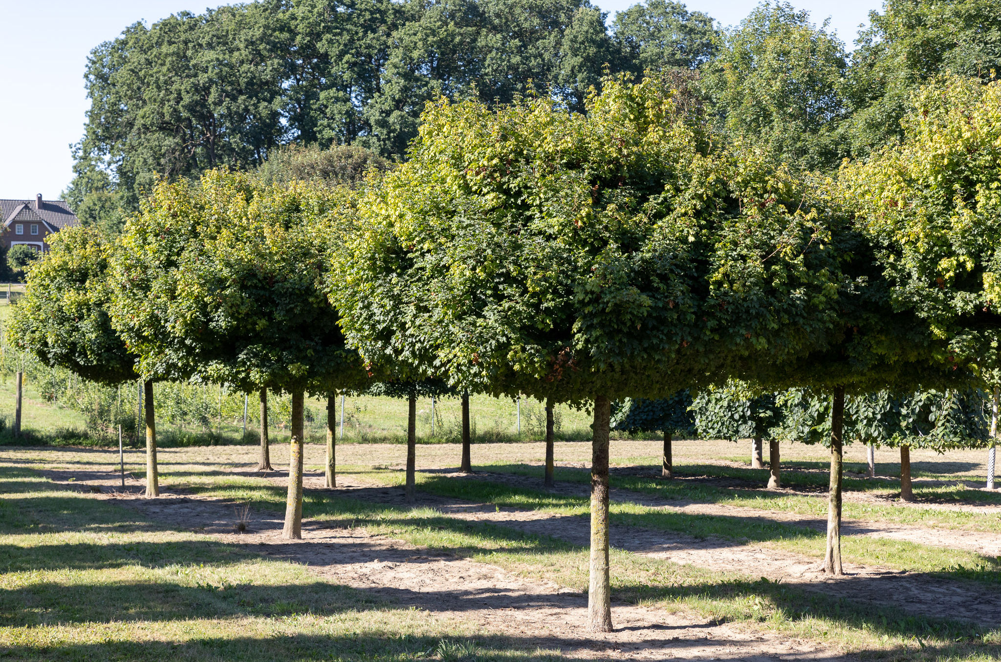 Sommergrüne Bäume mit Kugelkrone