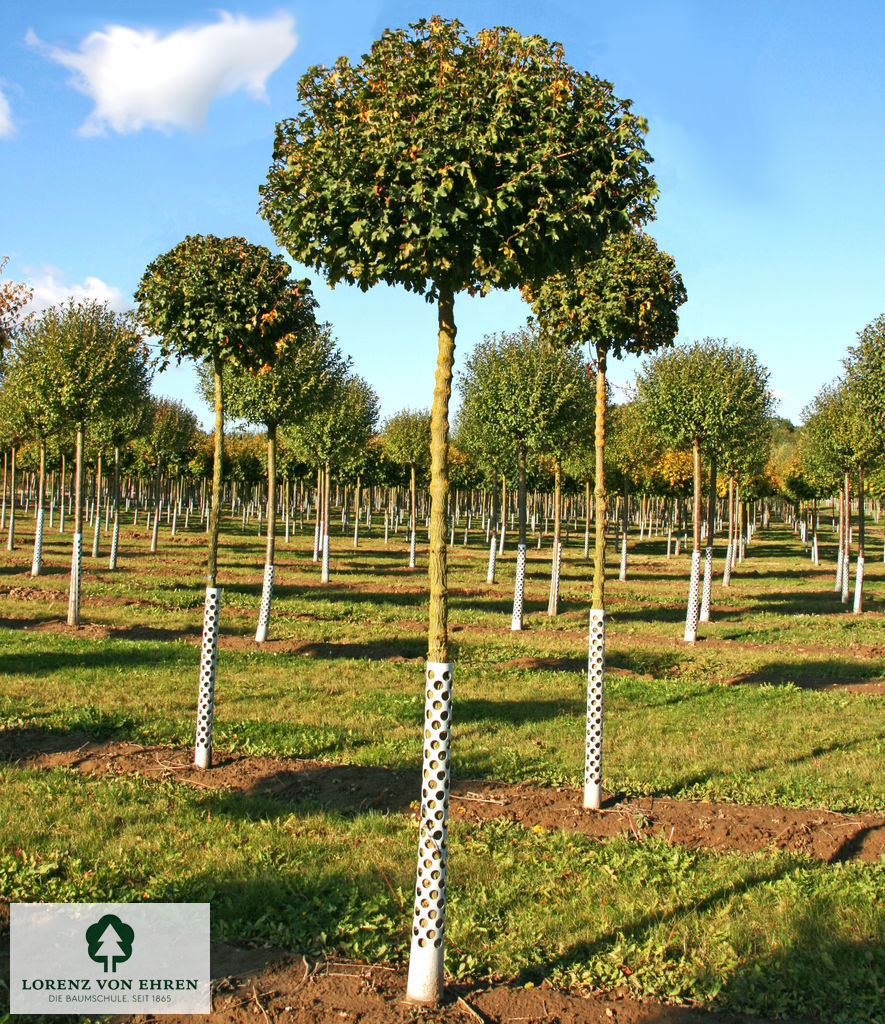 Acer campestre 'Nanum'